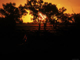 Wallaby Catches the Rays of the Sunset Photographic Print