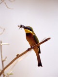 Little Bee-Eater Bird Eating a Bee Photographie par Fogstock Llc 