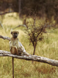 Olive Baboon on a Branch Photographie