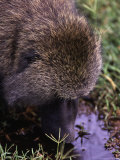 Olive Baboon, Papio Anubis Photographic Print by D. Robert Franz