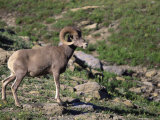 Rocky Mountain Bighorn Sheep Photographic Print by Donald Higgs