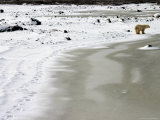 Polar Bear, Ursus Maritimus, Churchill, Manitoba Photographic Print by Yvette Cardozo
