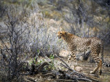 Cheetah Lámina fotográfica Cheetah Lámina fotográfica