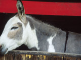 Farm Animal Lámina fotográfica por Fogstock Llc