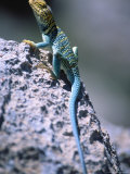 Colored Lizard on Rock Photographic Print by Wiley & Wales 