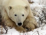 Polar Bear, Ursus Maritimus on Tundra in Churchill Photographic Print by Yvette Cardozo