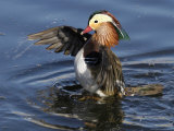 Mandarin Duck Wing Flapping Lámina fotográfica por Russell Burden