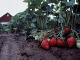 Strawberry Farm Photographic Print
