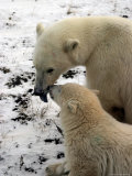 Polar Bear, Ursus Maritimus, Churchill, Manitoba Photographic Print by Yvette Cardozo
