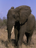 African Elephant, Luxodanta Africana Photographie par Robert Franz
