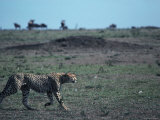 Cheetah Running Lámina fotográfica Cheetah Running Lámina fotográfica