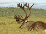 Bull Caribou, Alaska Photographic Print by Jim Oltersdorf