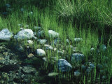 Baja, Mexico, Rocks at Edge of Stream Photographic Print by Frank Staub