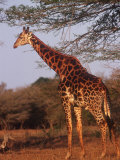 Giraffe, Giraffa Camelopardalis Photographie par Yvette Cardozo