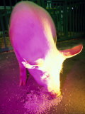 Piggy Pig Lámina fotográfica por Fogstock Llc
