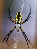 Spider on its Web Photographic Print by Jim McGuire