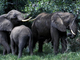 Adult Elephants with Young Photographie