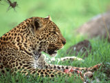 Kenya, Africa, Leopard, Panthera Pardus Lámina fotográfica