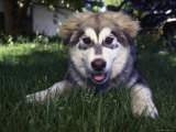 A Husky Puppy Photographic Print by Mark Hunt