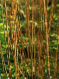 Salix Daphnoides (Violet Willow), Close-up of Brownish Red Shoots Lámina fotográfica por Mark Bolton