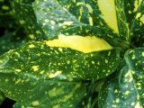 Spotted Laurel Lámina fotográfica por Mark Bolton Spotted Laurel Lámina fotográfica por Mark Bolton