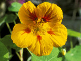 Tropaeolum Jewel (Nasturtium) Fotografisk trykk av Lynne Brotchie Tropaeolum Jewel (Nasturtium) Fotografisk trykk av Lynne Brotchie