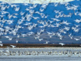 Flocks of Birds in the Air and on the Water Photographic Print by Fogstock Llc 