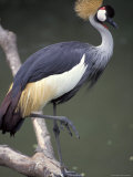 Crane Standing on Tree Branch Photographic Print by Fogstock Llc 