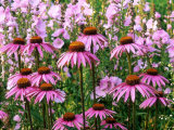 Pink Summer Border, Echinacea (Coneflower) and Sidalcea Malviflora "Elsie Heugh" (Checkerbloom) Photographie par Mark Bolton