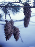Pine Cones Hanging on a Branch Photographic Print