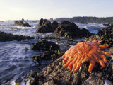 Sun Star Anemone Stuck to Rock Photographic Print