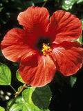 Hibiscus Rosa, Sinensis (Chinese Hibiscus), September Fotografisk trykk av Lynne Brotchie Hibiscus Rosa, Sinensis (Chinese Hibiscus), September Fotografisk trykk av Lynne Brotchie