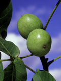 Juglans Regia (Common Walnut), View of Green Frut of Tree Against Blue Sky Fotografisk trykk av John Beedle Juglans Regia (Common Walnut), View of Green Frut of Tree Against Blue Sky Fotografisk trykk av John Beedle