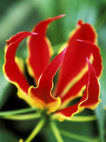 Gloriosa Rothschildiana, Close-up of Red & Yellow Flower Head Fotografisk trykk av Ruth Brown Gloriosa Rothschildiana, Close-up of Red & Yellow Flower Head Fotografisk trykk av Ruth Brown