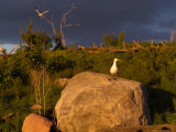 Lake Scenes - Birds At Sunset Lámina fotográfica por Keith Levit