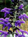 Anise Sage Lámina fotográfica por Mark Bolton Anise Sage Lámina fotográfica por Mark Bolton