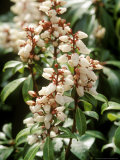 Pieris Japonica, Bonfire (Lily of the Valley Shrub), Evergreen Shrub Lámina fotográfica por Mark Bolton Pieris Japonica, Bonfire (Lily of the Valley Shrub), Evergreen Shrub Lámina fotográfica por Mark Bolton