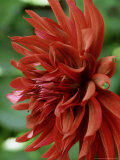 Dahlia "Summer Night" Perennial, Deep Red Black Spider Flowers Over Green Foliage Photographie par Mark Bolton