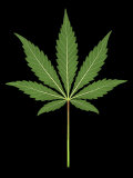 Photo Illustration of Cannabis Leaf Photographic Print by Wallace Garrison