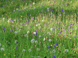 Smørblomst Fotografisk trykk av Mark Bolton Smørblomst Fotografisk trykk av Mark Bolton