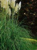Autumn Partners, Cortaderia (Pampas Grass) and Liquidambar (Sweet Gum) Fotografisk tryk af Mark Bolton Autumn Partners, Cortaderia (Pampas Grass) and Liquidambar (Sweet Gum) Fotografisk tryk af Mark Bolton