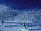 Orchard In Winter Lámina fotográfica Orchard In Winter Lámina fotográfica