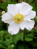 Japanese Windflower Photographic Print by Mark Bolton