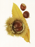 Spiky Seedcase of Castabea Fagaceae (Sweet Chestnut), with Chestnuts, on Orange Leaf Fotografisk trykk av John Beedle Spiky Seedcase of Castabea Fagaceae (Sweet Chestnut), with Chestnuts, on Orange Leaf Fotografisk trykk av John Beedle
