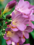 Freesia (Purple) Photographie par Mark Bolton