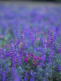 Lupin Photographie