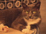 Cat Sitting on Table Photographie par Bill Romerhaus