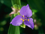 Prairie Spiderwort Photographic Print by Mark Bolton