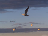 Lake Scenes, Birds at Sunset Photographic Print by Keith Levit