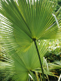 Brahea Edulis X Brandegeei (Guadalupe Palm) Photographie par Mark Bolton